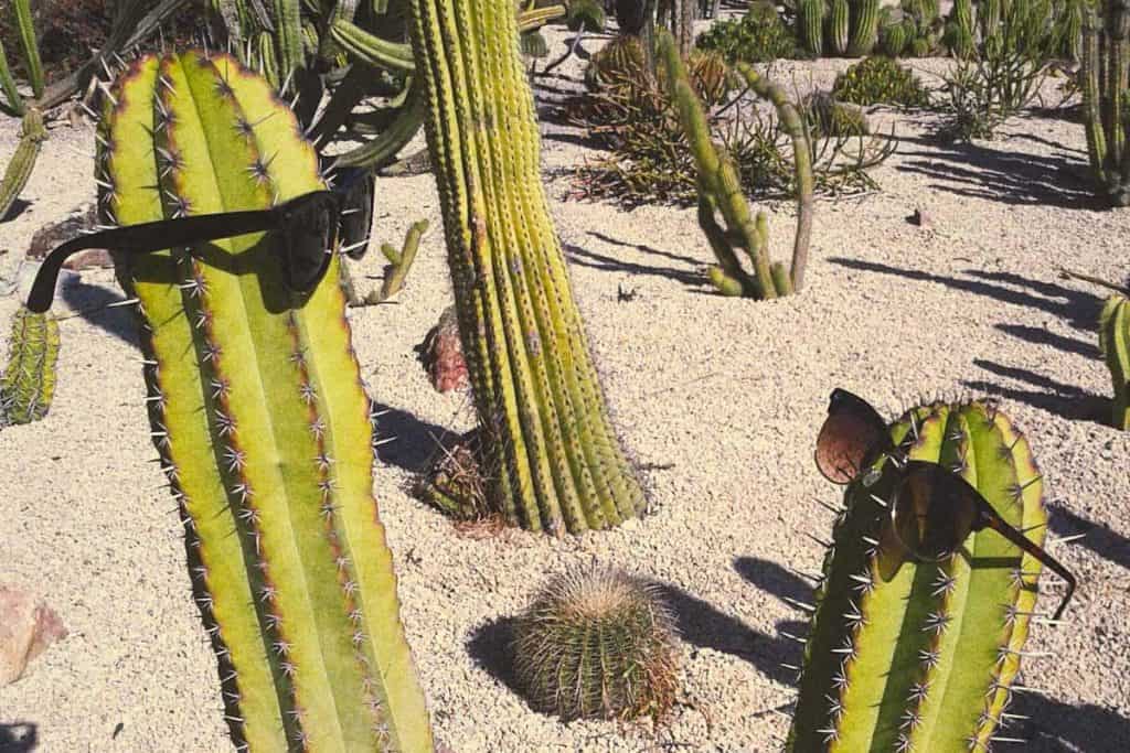 Cactus Montjuic