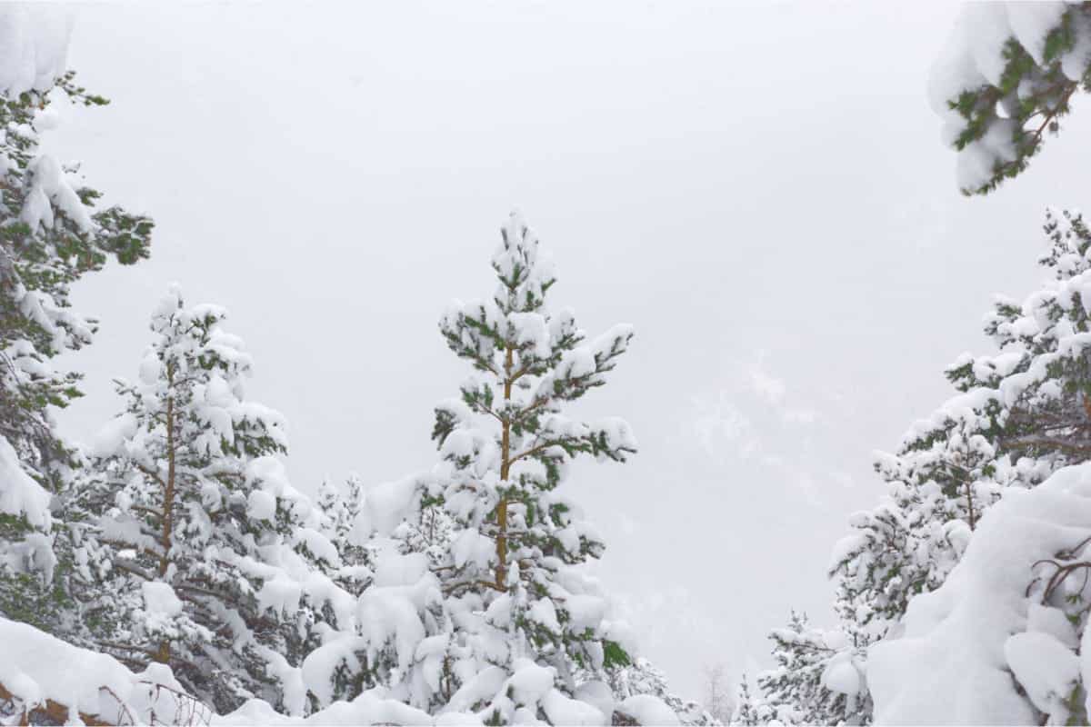 Trees covered in snowed