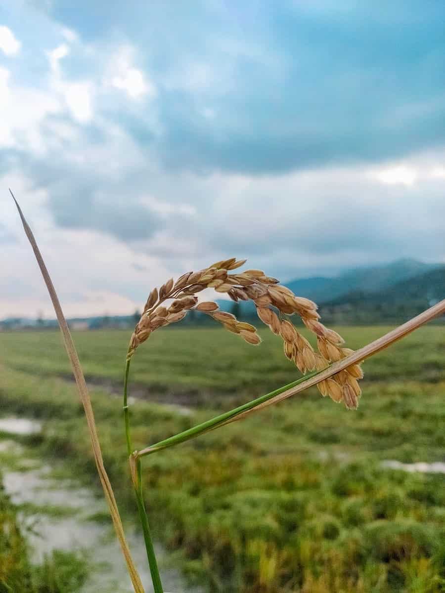 A rice crop from the Delta de l'Ebre